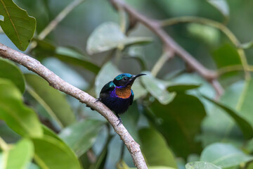Copper-throated Sunbird, a colorful and shiny bird