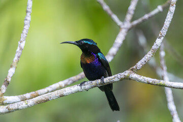 Copper-throated Sunbird, a colorful and shiny bird