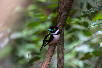 Black-and-Yellow Broadbill it has a black head, breast band, and upper-parts , a white neckband, yellow streaking on the back and wings