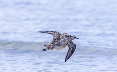 Pacific Golden Plover in Migration season