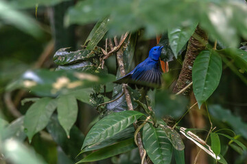 Black-naped Monarch blue color bird