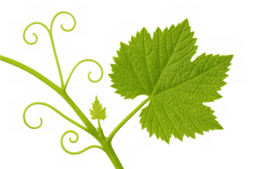 Grapevine shoot with young green leaf and curly tendrils on transparent background, symbolizing new growth and vitality