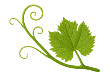 Green vine stem with fresh grape leaf and curling tendrils growing, isolated on transparent background