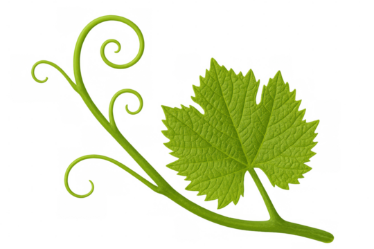 Green vine stem with fresh grape leaf and curling tendrils growing, isolated on transparent background