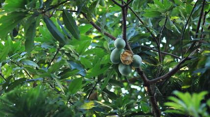 A mango fruit with a hole in it among the other mangoes because it was eaten by bats.