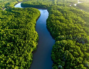 Aerial view of a meandering river snaking through lush green forestry
