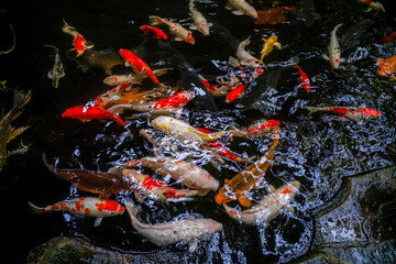 colorful koi fish swimming in pond