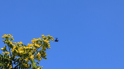 A large black beetle flew close to a yellow flower that was blooming