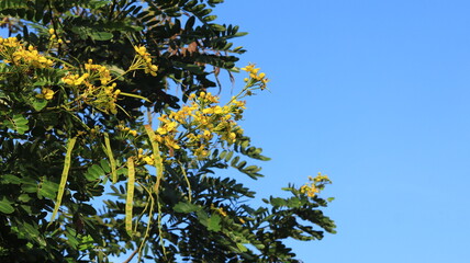 The tall johar tree or Black wood cassia (Siamese senna) is bearing yellow flowers.