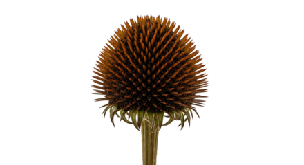 Close-up of a Dried Echinacea Flower Head on Transparent Background
