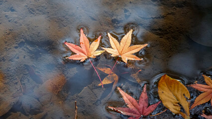 水面に浮かぶ紅葉した二枚のモミジの葉