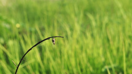A cocoon insect in its nest hanging on a dry twig