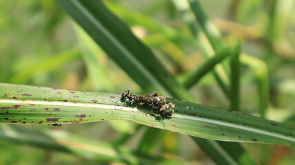 Black ants swarm their prey in the form of bird droppings on a leaf.