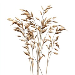 Photo of oats Isolated on white background