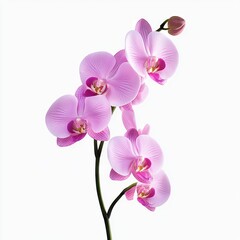 Fototapeta premium Photo of Orchid Isolated on white background