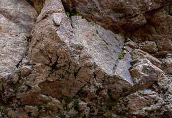 a stone plateau in an alpine area in the spring of the year, flowering plants