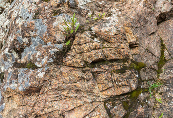 a stone plateau in an alpine area in the spring of the year, flowering plants