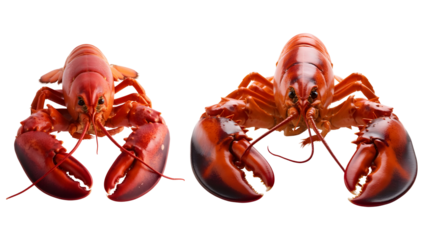 Two cooked red lobsters facing forward, isolated on transparent background