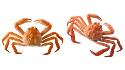Two cooked crabs, one facing forward and the other angled, isolated on transparent background