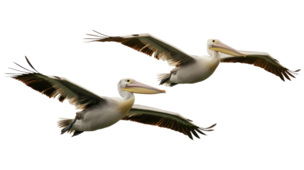 Two pelicans flying in the sky isolated on transparent background
