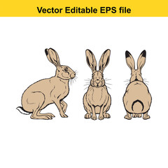 Vector art of three views of a hare