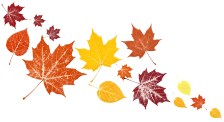 Autumn leaves falling and swirling in the wind, isolated on transparent background