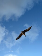 Bird flying in clear blue sky with clouds 