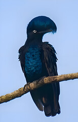 Striking Glistening-green Tanager Perched