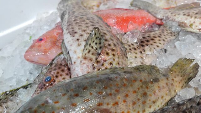 Close-up of freshly caught grouper fish displayed on crushed ice at a seafood market. The fish&rsquo;s shiny scales and natural colors reflect freshness, symbolizing the quality and cold chain process