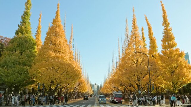 Autumn in Tokyo : Rows of Ginkgo Trees, Trimmed into Beautiful Conical Shapes, Turn Golden Colors, People Enjoying the Autumn Leaves Cross the Street  |  Meiji Jingu Gaien Gingko Avenue, Tokyo, Japan