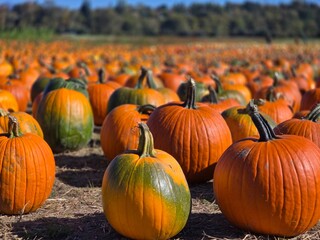 Pumpkin, Fall
