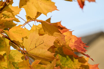 feuille erable automne