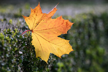 feuille erable automne