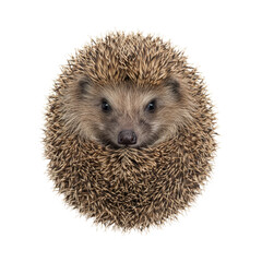 Fototapeta premium Isolated hedgehog portrait on transparent, showcasing the animal's spiky defense and charming