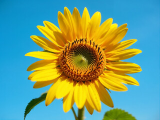 Single sunflower head, detailed stamen, blue sky backdrop, sharp focus, summer day. Blurred.