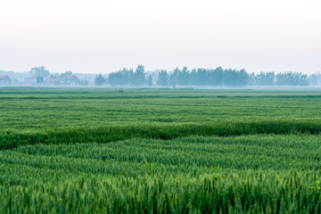 Obraz premium A Peaceful Morning in a Lush Green Field Surrounded by Mist