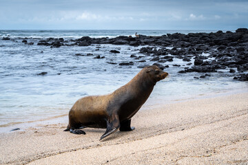 Sea Lion Posing on Playa Loberia Beach