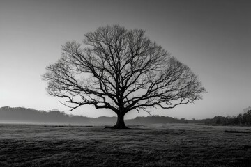 Solitary bare oak tree silhouette against a misty sunrise in a field