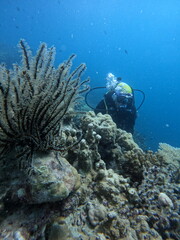 diving on karimunjawa
