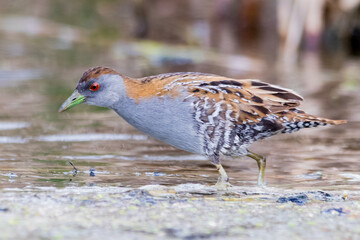 Baillon's Crake in Tranquil Wetland Water