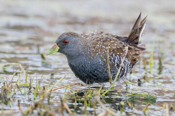 Australian Crake in Wetland Environment with Vegetation