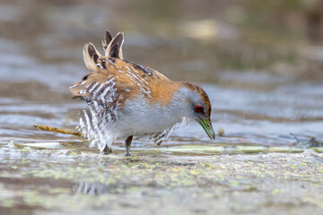 Baillon's Crake Foraging in Shallow Wetland Water