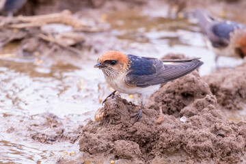 Fairy Martin Gathering Nesting Material at Muddy Water Edge