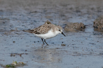 Small Shorebird Feeding on Mudflat in Natural Habitat