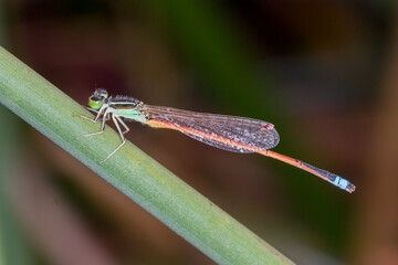 Aurora Bluetail Damselfly with Bright Orange Abdomen