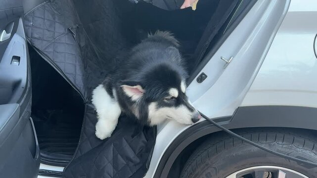 4K footage video of alaskan malamute dog sitting in the car but reluctant to jump down to the ground. Alaskan malamute is a cute family dog with gentle and funny character.