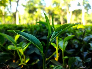 Assam tea garden to see selected shoot tea leaves