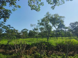 Assam tea garden to see selected shoot tea leaves