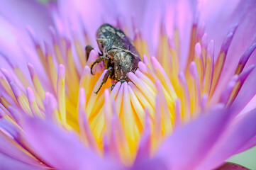a giant flower beetle stay with pollen of the pink water lilly lotus