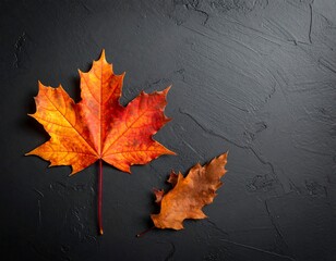 Two colorful, fallen leaves ? a large maple and a smaller, brown oak leaf ? arranged against a textured black background